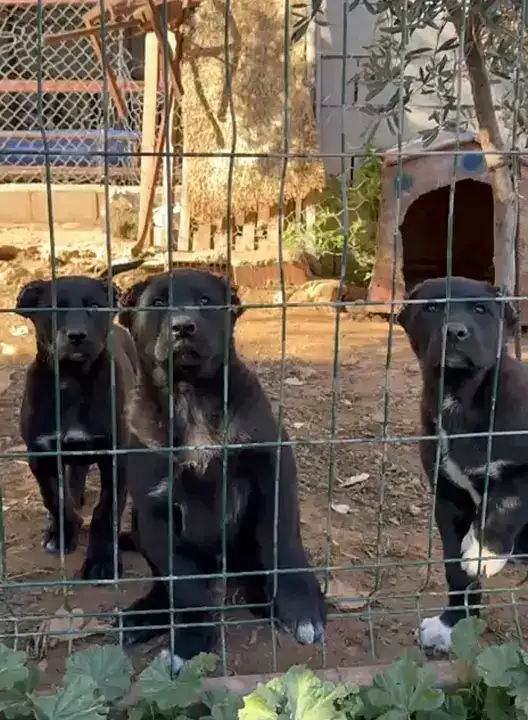 26 Günlük Yavruları Kulaklarını Kesip 40 Bin Liraya Satıyorlar 7